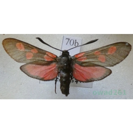 Zygaena trifolii (Esper, 1783) Kraśnik pięcioplamek Czech70b